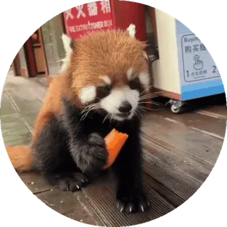 🐼 zwierzę, panda mała, słodki, ssak, dzika przyroda, uroczy, mały, puszysty telegram sticker