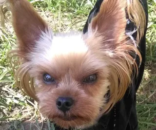 😠 perro, yorkshire terrier, mascota, animal, lindo, cachorro telegram sticker