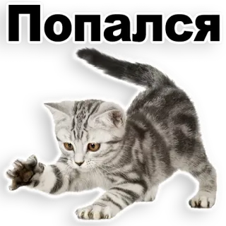 😊 Попался gato, gatinho, animal, animal de estimação, russo, flagrado, brincalhão whatsapp sticker