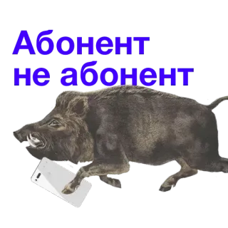 🏴 Абонент не абонент jabalí, teléfono, animal, dibujos animados, salvaje telegram sticker