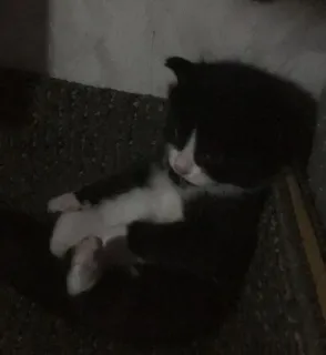 🎀 cat, animal, sleeping, domestic, mammal whatsapp sticker