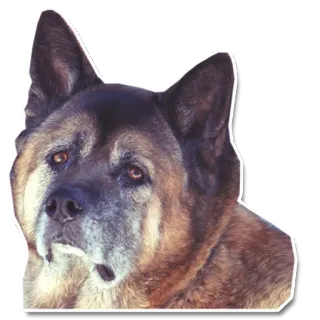 😒 chien, animal, animal de compagnie, Akita, animal domestique, mammifère telegram sticker
