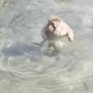 🔎 monkey, animal, water, swimming, nature telegram sticker