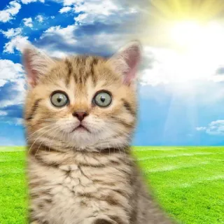 😱 kot, kociak, zwierzę, słodki, zwierzak, koci, miau telegram sticker