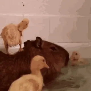🦆 Capybara, Caneton, Bain, Animal, Mignon, Canard whatsapp sticker