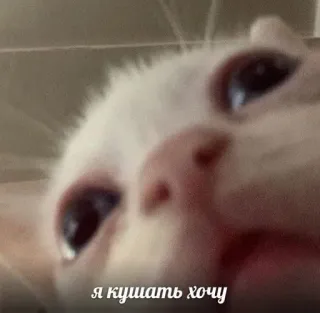 🤠 я кушать хочу Katze, traurig, hungrig, Meme, Tier, süß telegram sticker