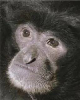 😳 scimmia, scimmia, animale, primate, fauna selvatica, ritratto telegram sticker