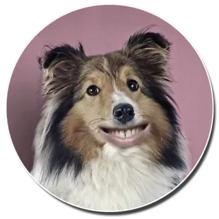 🐕 pies, sheltie, śmieszne, usta, zwierzę, mem, psia twarz telegram sticker