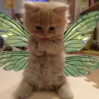 😂 子猫, 猫, 妖精, 翼, 可愛い, 動物, ペット whatsapp sticker