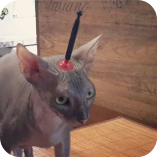 📯 猫, スフィンクス猫, ペット, 動物, アンテナ, 面白い whatsapp sticker