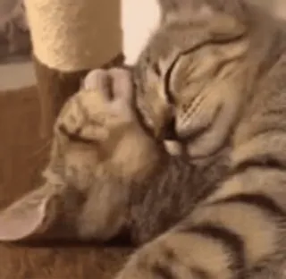 💞 猫, 睡觉, 动物, 家猫, 可爱, 迷人, 猫科动物 telegram sticker