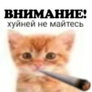 🚬 ВНИМАНИЕ!
хуйней не майтесь แมว, บุหรี่, ตลก, รัสเซีย, มีม telegram sticker