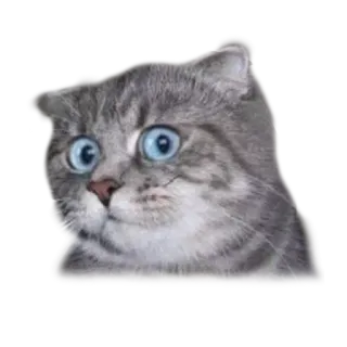 😳 gato, meme, gracioso, animal, mascota, impactado whatsapp sticker