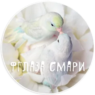 👀 ФГЛАЗА СМАРИ telegram sticker