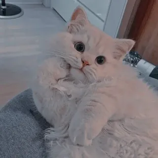 🌸 猫, 白, 可愛い, 子猫, ふわふわ telegram sticker
