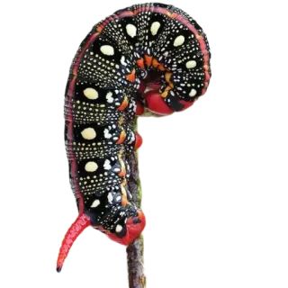 🖤 гусеница, насекомое, природа, дикая природа, животное telegram sticker