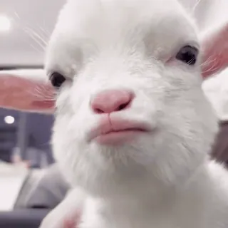 🐐 Ziege, Tier, süß, Ziegenbaby, Nutztier, Haustier telegram sticker