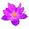 🌸