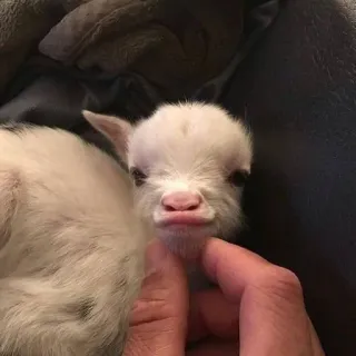 😗 chèvre, cabri, animal, mignon, animal de ferme whatsapp sticker