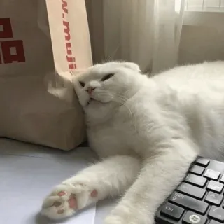 🐈 muji แมว, แมวขาว, สัตว์, สัตว์เลี้ยง, นอนหลับ, muji, คีย์บอร์ด telegram sticker