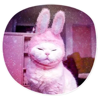 ☺️ cat, bunny, pink, animal, cute, pet, sticker telegram sticker