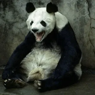 ✨ Panda, Tier, Bär, Wildtier, Niedlich, Gefährdet, Natur telegram sticker
