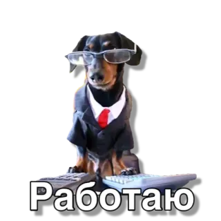 👨‍💻 Работаю dog, glasses, suit, working, animal whatsapp sticker