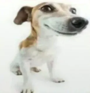 😃 cachorro, animal, animal de estimação, canino, mamífero, animal doméstico telegram sticker