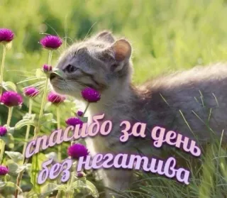🤩 спасибо за день без негатива chat, fleurs, gratitude, positif, chaton telegram sticker