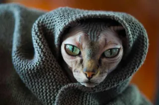 ❤️ кот, сфинкс, лысый кот, питомец, животное, в капюшоне, портрет, милый telegram sticker