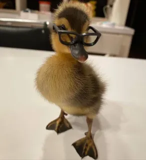 🌟 patito, pato, gafas, lindo, animal, pájaro, ave telegram sticker