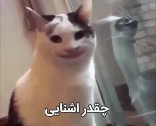 😀 چقدر اشنایی cat, meme, funny, animal telegram sticker