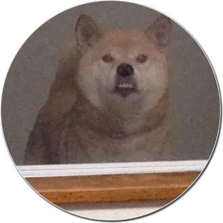 😬 chien, animal, animal de compagnie, shiba inu whatsapp sticker