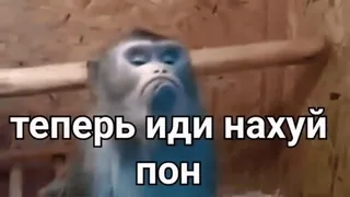 😠 теперь иди нахуй 
пон scimmia, offensivo, russo, slang telegram sticker