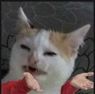 🤳 猫, 表情包, 困惑, 搞笑, 动物 telegram sticker