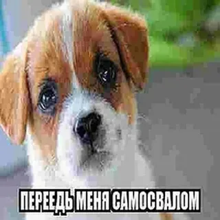 😢 ПЕРЕЕДЬ МЕНЯ САМОСВАЛОМ 犬, 悲しい, 子犬, 動物, ミーム, ダンプトラック, ロシア telegram sticker