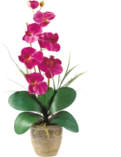 🌺 กล้วยไม้, ดอกไม้, พืช, สีชมพู, ลายดอก, การจัดดอกไม้, ไม้ประดับ telegram sticker