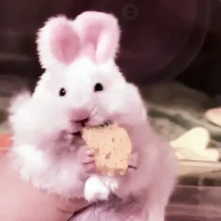 🤏 hamster, cute, animal, bunny ears, eating telegram sticker