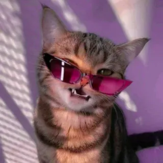 😎 고양이, 선글라스, 웃긴, 동물, 애완 동물, 새끼 고양이 telegram sticker