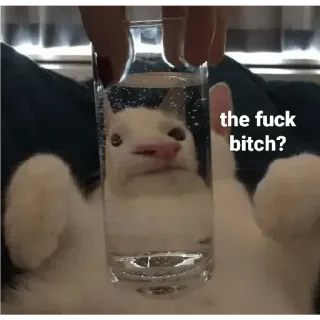 ❓ the fuck bitch? cat, glass, water, offensive language, meme, funny telegram sticker