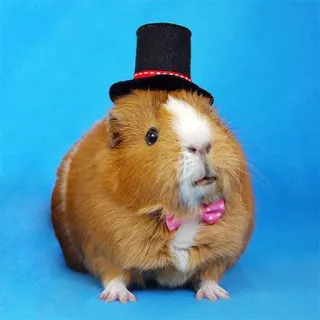 🎩 guinea pig, pet, animal, hat, bow tie, cute telegram sticker