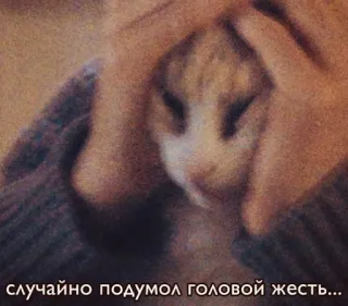 😩 случайно подумол головой жесть... แมว, ข้อความรัสเซีย, สัตว์, มีม telegram sticker