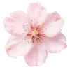 🌸