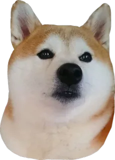 😯 Doge Doge, Hund, Meme, Shiba Inu, Tier, Haustier telegram sticker