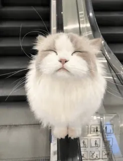 🌟 cat, pet, kitten, escalator, white, fluffy, cute telegram sticker