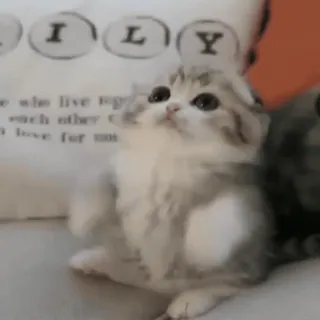 😼 mèo con, mèo, dễ thương, động vật, thú cưng, vật nuôi telegram sticker