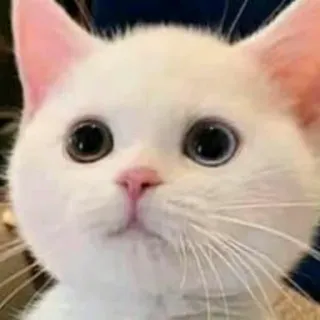 🙂 แมว, ลูกแมว, แมวขาว, น่ารัก, สัตว์, สัตว์เลี้ยง telegram sticker