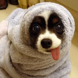 😛 hond, handdoek, schattig, dier, huisdier telegram sticker