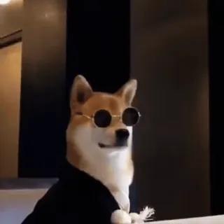 😎 犬, 柴犬, サングラス, かっこいい, ペット, 動物 telegram sticker