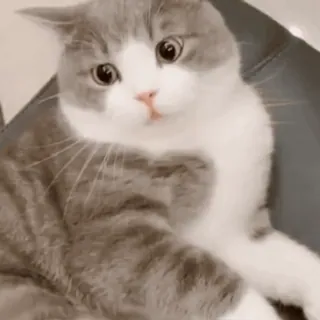 😠 kat, kitten, huisdier, dier, schattig, huiselijk telegram sticker